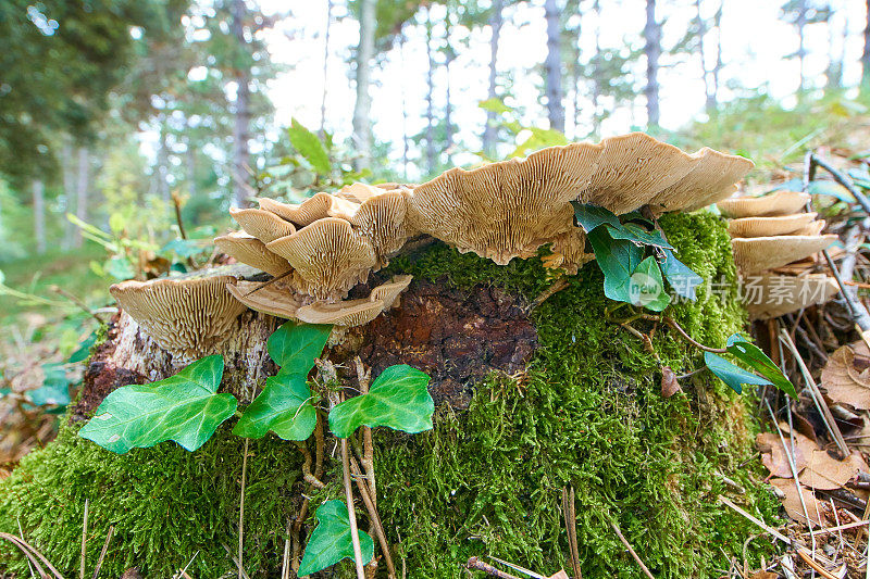 杂色Trametes versicolor蕈类:位于罗洛特附近的加泰罗尼亚森林